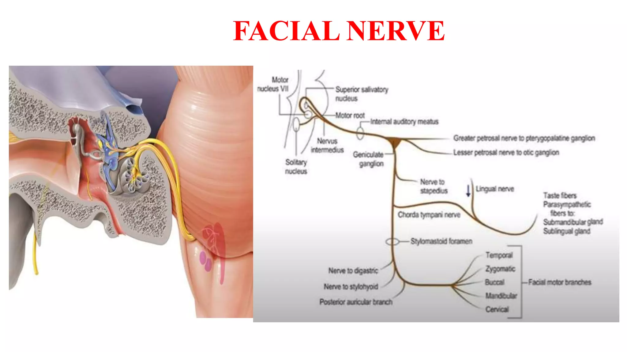 FACIAL NERVE
 