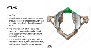 Normal Lateral Atlas Magnetic resonance Imaging SPINE ANATOMY.pptx
