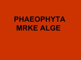 PHAEOPHYTA
MRKE ALGE

 