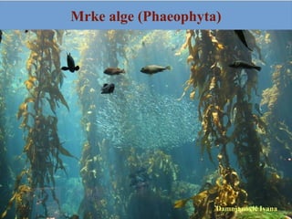 Mrke alge (Phaeophyta)
Damnjanović Ivana
 
