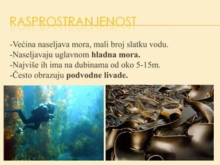 -Većina naseljava mora, mali broj slatku vodu.
-Naseljavaju uglavnom hladna mora.
-Najviše ih ima na dubinama od oko 5-15m.
-Često obrazuju podvodne livade.
 