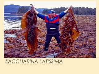 Mrke alge-Phaeophyta