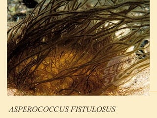 ASPEROCOCCUS FISTULOSUS
 