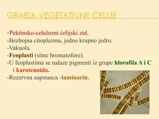 -Pektinsko-celulozni ćelijski zid.
-Bezbojna citoplazma, jedno krupno jedro.
-Vakuola.
-Feoplasti (sitne hromatofore).
-U feoplastima se nalaze pigmenti iz grupe hlorofila A i C
i karotenoida.
-Rezervna supstanca -laminarin.
 