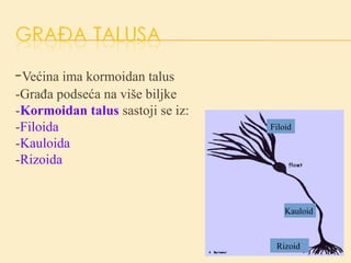 -Većina ima kormoidan talus
-Građa podseća na više biljke
-Kormoidan talus sastoji se iz:
-Filoida
-Kauloida
-Rizoida
Filoid
Rizoid
Kauloid
 