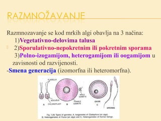 Razmnozavanje se kod mrkih algi obavlja na 3 načina:
1)Vegetativno-delovima talusa
 2)Sporulativno-nepokretnim ili pokretnim sporama
3)Polno-izogamijom, heterogamijom ili oogamijom u
zavisnosti od razvijenosti.
-Smena generacija (izomorfna ili heteromorfna).
 