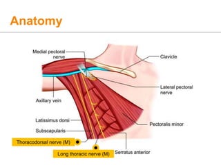 Anatomy
Thoracodorsal nerve (M)
Long thoracic nerve (M)
 