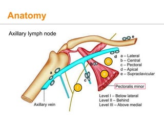 Anatomy
Axillary lymph node
l
ll
lll
 