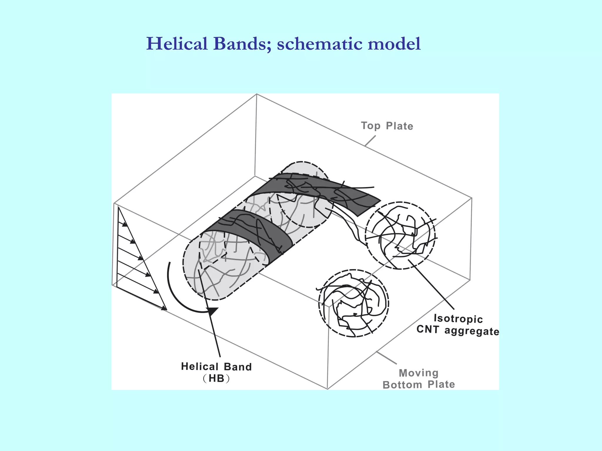 Helical Bands; schematic model
 