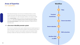 More advanced techniques such as the use of inducible promoters to control
transient transcription have presented advantages over the potential cytotoxic
effects of Actinomycin D or other transcription inhibitors in the analysis of mRNA
decay. Creative Biolabs is able to provide the transcriptional pulsing methods
based on the c-fos serum-inducible promoter and the tetracycline-regulated
(Tet-off) promoter systems to better explain mechanisms of mRNA turnover in
mammalian cells.
 c-fos serum-inducible promoter system
The c-fos serum-inducible promoter system mediates high‐level, inducible expression in
various mammalian cell lines and has been valuable for transcriptional pulsing, which is
able to be induced in response to serum addition quickly and transiently, thereby
providing a reliable and simple way of achieving a transient burst in transcription.
Plate
01
02
03
04
05
Transient
transfection
Serum starvation
Serum induction
RNA extraction
Workflow
06
Northern blot
or qPCR
Areas of Expertise
Our Capabilities
32
 