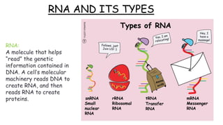 RNA AND ITS TYPES
RNA:
A molecule that helps
“read” the genetic
information contained in
DNA. A cell’s molecular
machinery reads DNA to
create RNA, and then
reads RNA to create
proteins.
 