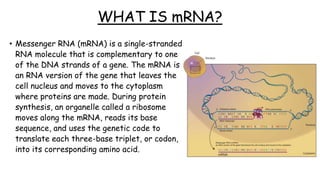 WHAT IS mRNA?
• Messenger RNA (mRNA) is a single-stranded
RNA molecule that is complementary to one
of the DNA strands of a gene. The mRNA is
an RNA version of the gene that leaves the
cell nucleus and moves to the cytoplasm
where proteins are made. During protein
synthesis, an organelle called a ribosome
moves along the mRNA, reads its base
sequence, and uses the genetic code to
translate each three-base triplet, or codon,
into its corresponding amino acid.
 
