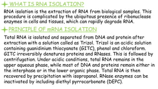 WHAT IS RNA ISOLATION?
RNA isolation is the extraction of RNA from biological samples. This
procedure is complicated by the ubiquitous presence of ribonuclease
enzymes in cells and tissues, which can rapidly degrade RNA.
PRINCIPLE OF mRNA ISOLATION
Total RNA is isolated and separated from DNA and protein after
extraction with a solution called as Trizol. Trizol is an acidic solution
containing guanidinium thiocyanate (GITC), phenol and chloroform.
GITC irreversibly denatures proteins and RNases. This is followed by
centrifugation. Under acidic conditions, total RNA remains in the
upper aqueous phase, while most of DNA and proteins remain either in
the interphase or in the lower organic phase. Total RNA is then
recovered by precipitation with isopropanol. RNase enzymes can be
inactivated by including diethyl pyrrocarbonate (DEPC).
 