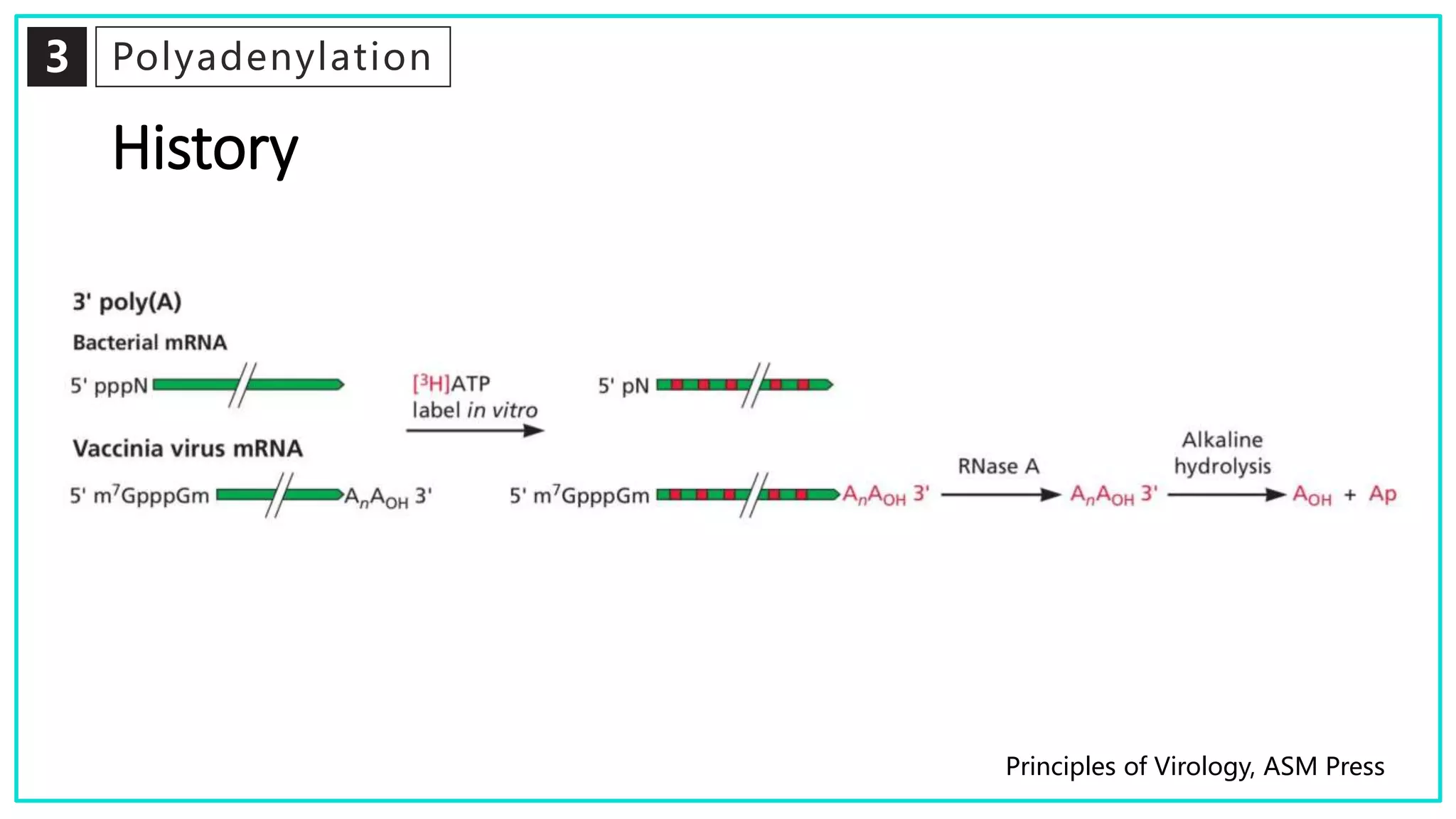 mRNA processing | PPTX