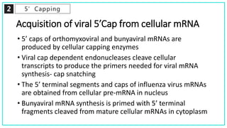 2 5’Capping
Acquisition of viral 5’Cap from cellular mRNA
• 5’ caps of orthomyxoviral and bunyaviral mRNAs are
produced by cellular capping enzymes
• Viral cap dependent endonucleases cleave cellular
transcripts to produce the primers needed for viral mRNA
synthesis- cap snatching
• The 5’ terminal segments and caps of influenza virus mRNAs
are obtained from cellular pre-mRNA in nucleus
• Bunyaviral mRNA synthesis is primed with 5’ terminal
fragments cleaved from mature cellular mRNAs in cytoplasm
 