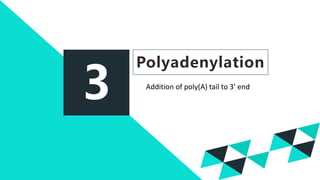 3
Polyadenylation
Addition of poly(A) tail to 3’ end
 