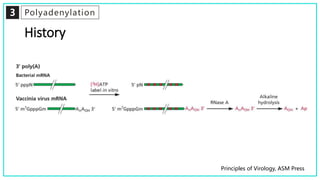 3 Polyadenylation
History
Principles of Virology, ASM Press
 