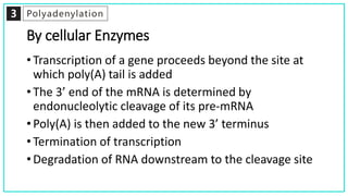 3 Polyadenylation
By cellular Enzymes
• Transcription of a gene proceeds beyond the site at
which poly(A) tail is added
• The 3’ end of the mRNA is determined by
endonucleolytic cleavage of its pre-mRNA
• Poly(A) is then added to the new 3’ terminus
• Termination of transcription
• Degradation of RNA downstream to the cleavage site
 