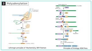 3 Polyadenylation
Principles of Virology, ASM PressLehninger principles of Biochemistry, WH Freeman
 