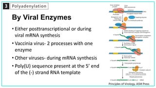 3 Polyadenylation
By Viral Enzymes
• Either posttranscriptional or during
viral mRNA synthesis
• Vaccinia virus- 2 processes with one
enzyme
• Other viruses- during mRNA synthesis
• Poly(U) sequence present at the 5’ end
of the (-) strand RNA template
Principles of Virology, ASM Press
 