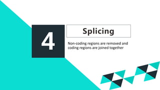 4
Splicing
Non-coding regions are removed and
coding regions are joined together
 