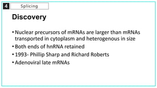 4 Splicing
Discovery
• Nuclear precursors of mRNAs are larger than mRNAs
transported in cytoplasm and heterogenous in size
• Both ends of hnRNA retained
• 1993- Phillip Sharp and Richard Roberts
• Adenoviral late mRNAs
 