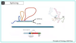 4 Splicing
Principles of Virology, ASM Press
 
