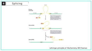 4 Splicing
Lehninger principles of Biochemistry, WH Freeman
 