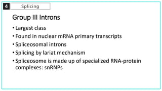 4 Splicing
Group III Introns
• Largest class
• Found in nuclear mRNA primary transcripts
• Spliceosomal introns
• Splicing by lariat mechanism
• Spliceosome is made up of specialized RNA-protein
complexes: snRNPs
 
