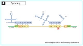 4 Splicing
Lehninger principles of Biochemistry, WH Freeman
 