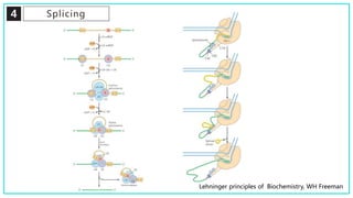 4 Splicing
Lehninger principles of Biochemistry, WH Freeman
 