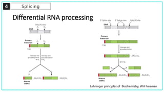 4 Splicing
Differential RNA processing
Lehninger principles of Biochemistry, WH Freeman
 