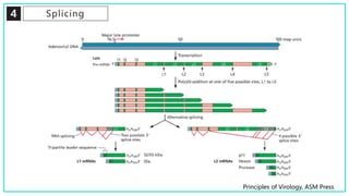 4 Splicing
Principles of Virology, ASM Press
 