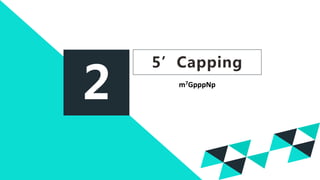 2
5’Capping
m7GpppNp
 