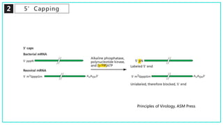 2 5’Capping
Principles of Virology, ASM Press
 