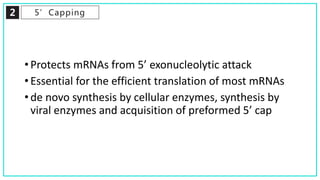 2 5’Capping
• Protects mRNAs from 5’ exonucleolytic attack
• Essential for the efficient translation of most mRNAs
• de novo synthesis by cellular enzymes, synthesis by
viral enzymes and acquisition of preformed 5’ cap
 