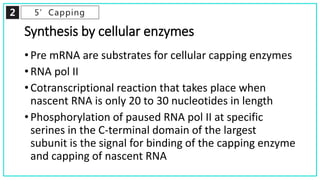 2 5’Capping
Synthesis by cellular enzymes
• Pre mRNA are substrates for cellular capping enzymes
• RNA pol II
• Cotranscriptional reaction that takes place when
nascent RNA is only 20 to 30 nucleotides in length
• Phosphorylation of paused RNA pol II at specific
serines in the C-terminal domain of the largest
subunit is the signal for binding of the capping enzyme
and capping of nascent RNA
 