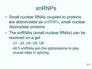 Snrp mRNA processing Lecture Note Presentation.ppt