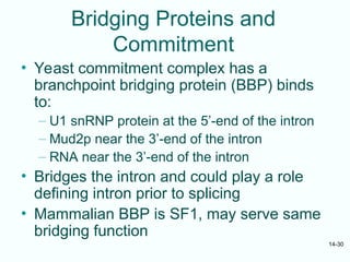 mRNA processing Lecture Note Presentation.ppt