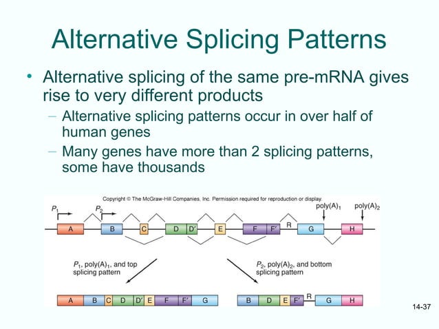 mRNA processing Lecture Note Presentation.ppt