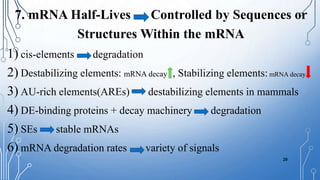 mRNA stability and localization | PPTX