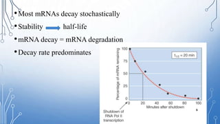 Mrna Stabilization mRNA stability and localization | PPTX