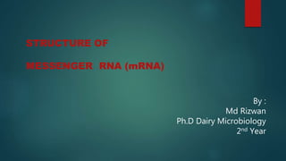 STRUCTURE OF
MESSENGER RNA (mRNA)
By :
Md Rizwan
Ph.D Dairy Microbiology
2nd Year
 