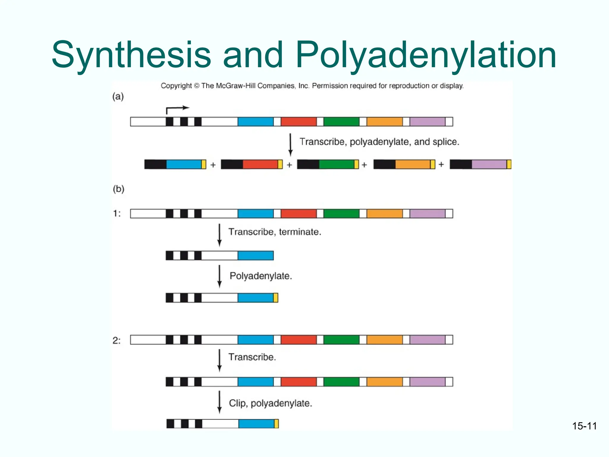 mRNA transcript sythesis from DNA templet.ppt