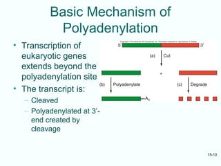 mRNA transcript sythesis from DNA templet.ppt
