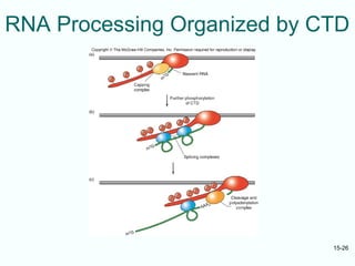 mRNA transcript sythesis from DNA templet.ppt