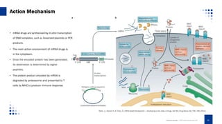 • mRNA drugs are synthesized by in vitro transcription
of DNA templates, such as linearized plasmids or PCR
products.
• The main action environment of mRNA drugs is
in the cytoplasm.
• Once the encoded protein has been generated,
its destination is determined by signal
peptides.
• The protein product encoded by mRNA is
degraded by proteasome and presented to T
cells by MHC to produce immune response.
Sahin, U., Karikó, K. & Türeci, Ö. mRNA-based therapeutics — developing a new class of drugs. Nat Rev Drug Discov 13, 759–780 (2014).
Action Mechanism
CREATIVE BIOLABS. | WWW.CREATIVE-BIOLABS.COM 05
 