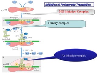 Intitiation Complex M Rna.Translation | PPT