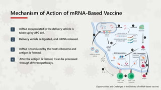 Mechanism of Action of mRNA-Based Vaccine
mRNA encapsulated in the delivery vehicle is
taken up by APC cell.
(Opportunities and Challenges in the Delivery of mRNA-based vaccine)
Delivery vehicle is digested, and mRNA released.
mRNA is translated by the host’s ribosome and
antigen is formed.
After the antigen is formed, it can be processed
through different pathways.
1
2
3
4
 
