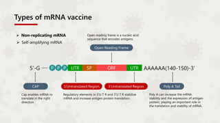 Types of mRNA vaccine
 Non-replicating mRNA
 Self-amplifying mRNA
Regulatory elements in 5'U T R and 3'U T R stabilize
mRNA and increase antigen protein translation.
5’-G
Cap enables mRNA to
translate in the right
direction.
Poly A can increase the mRNA
stability and the expression of antigen
protein, playing an important role in
the translation and stability of mRNA.
P P P UTR SP ORF UTR AAAAAA(140-150)-3’
CAP 5‘Untranslated Region 3‘Untranslated Region Poly A Tail
Open Reading Frame
Open reading frame is a nucleic acid
sequence that encodes antigens.
 